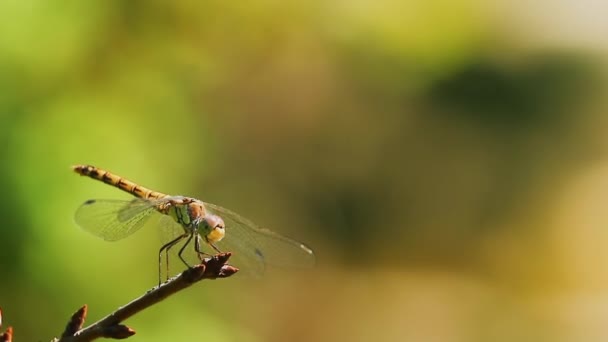 蜻蜓在树枝上打猎 等待着 然后猛地起飞 然后返回 黄蜻蜓交感神经片的宏观影像拍摄 — 图库视频影像