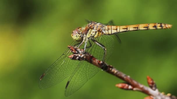 Une Libellule Assoit Sur Une Brindille Oscille Dans Vent Tourne — Video