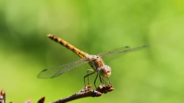 Una Libellula Siede Ramoscello Ondeggia Nel Vento Gira Testa Macro — Video Stock