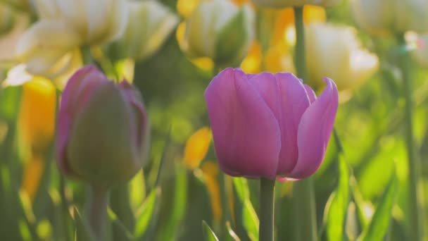 Des Tulipes Colorées Balancent Dans Vent Lumière Soleil Flou Reflet — Video
