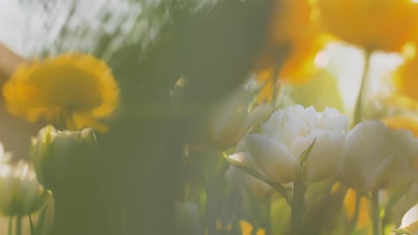Kleurrijke Tulpen Zwaaien Wind Het Zonlicht Natuurlijke Lensvervaging Reflectie Schittering — Stockvideo