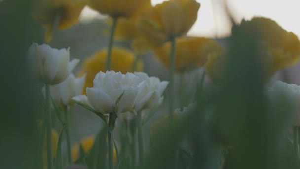 Tulipas Coloridas Balançam Vento Luz Sol Desfoque Natural Lente Reflexão — Vídeo de Stock