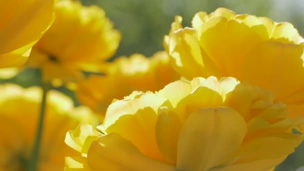 Colorful Tulips Swaying Wind Sunlight Natural Lens Blur Reflection Glare — Stock Video