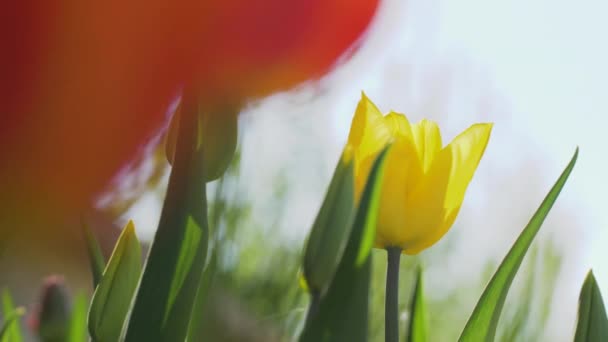 Tulipas Coloridas Balançam Vento Luz Sol Desfoque Natural Lente Reflexão — Vídeo de Stock