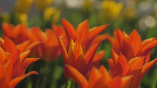 Colorful Tulips Swaying Wind Sunlight Natural Lens Blur Reflection Glare — Stock Video