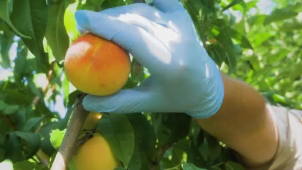 Mãos Jardineiro Luvas Protetoras Arrancam Pêssegos Maduros Uma Árvore Frutas — Vídeo de Stock