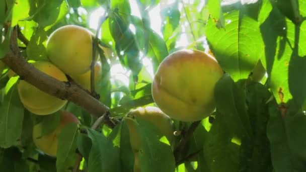 Pêssegos Maduros Galho Árvore Estão Balançando Vento Frutas Brilhantes Suculentas — Vídeo de Stock