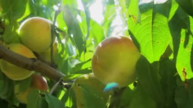 Ağaç dalındaki olgun şeftaliler rüzgarda sallanıyor. Parlak, sulu ve olgun meyveler. Güneşli, yaz fotoğrafı. Lens üzerindeki haç filtresinden güneşin sanatsal parlaklığı.