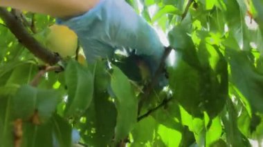 Koruyucu eldivenli bir bahçıvanın elleri olgun şeftalileri ağaçtan koparır. Parlak, sulu ve olgun meyveler. Güneşli, yaz fotoğrafı. Lens üzerindeki haç filtresinden güneşin sanatsal parlaklığı.