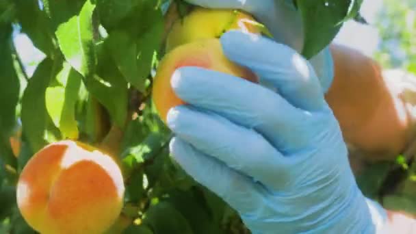 Gardener Hands Protective Gloves Pluck Ripe Peaches Tree Bright Juicy — Stock Video