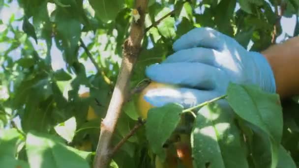 Mãos Jardineiro Luvas Protetoras Arrancam Pêssegos Maduros Uma Árvore Frutas — Vídeo de Stock