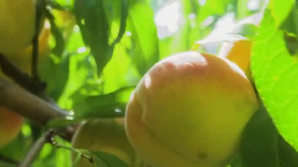 Pêssegos Maduros Galho Árvore Estão Balançando Vento Frutas Brilhantes Suculentas — Vídeo de Stock