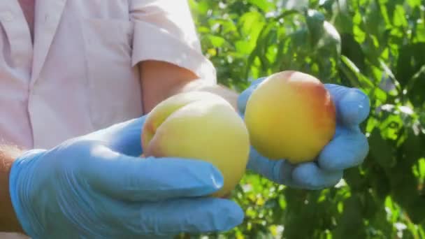 Tangan Tukang Kebun Dalam Sarung Tangan Pelindung Hati Hati Memegang — Stok Video
