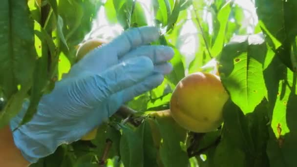 Mãos Jardineiro Luvas Protetoras Arrancam Pêssegos Maduros Uma Árvore Frutas — Vídeo de Stock