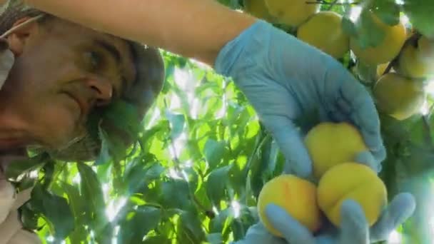 Trädgårdsmästares Händer Skyddshandskar Plockar Mogna Persikor Från Ett Träd Ljusa — Stockvideo