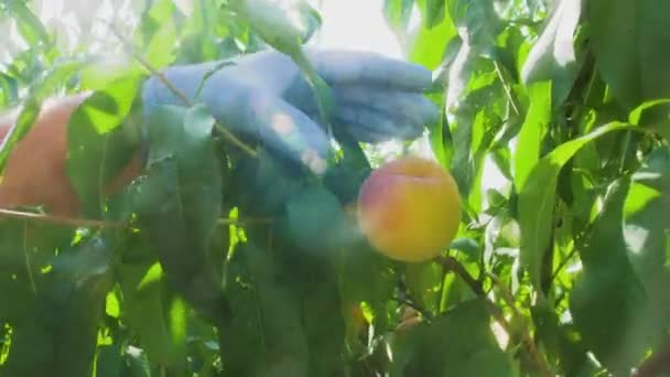 Gardener Hands Protective Gloves Pluck Ripe Peaches Tree Bright Juicy — Stock Video