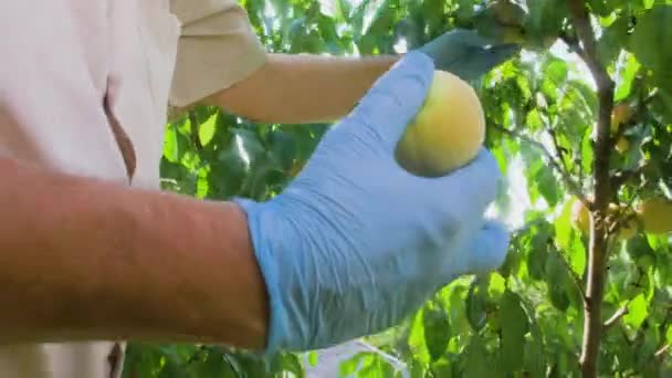 Mãos Jardineiro Luvas Protetoras Arrancam Pêssegos Maduros Uma Árvore Frutas — Vídeo de Stock