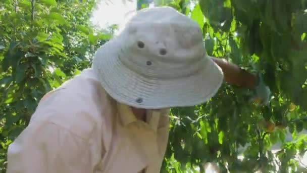 Jardineiro Carinhoso Colhe Pêssegos Maduros Uma Árvore Verde Frutas Brilhantes — Vídeo de Stock