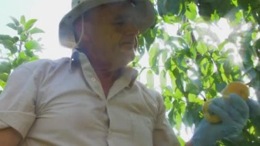 Koruyucu eldivenli bir bahçıvan olgun şeftali kokusunu içine çeker. Parlak, sulu ve olgun meyveler. Güneşli, yaz fotoğrafı. Lens üzerindeki haç filtresinden güneşin sanatsal parlaklığı.