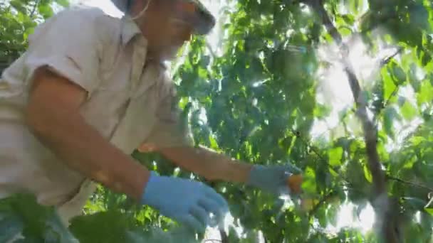 Trädgårdsmästaren Plockar Mogen Persika Från Ett Träd Och Undersöker Den — Stockvideo