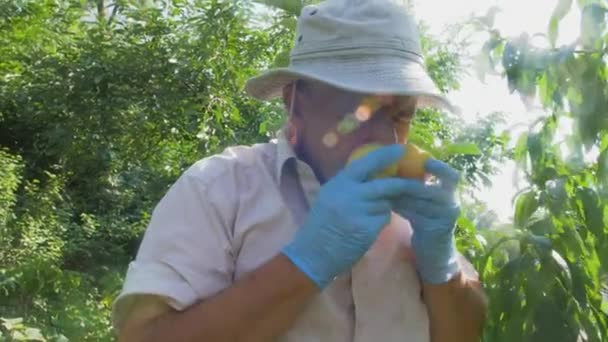 보호용 장갑을 정원을 가꾸는 사람은 복숭아 냄새를 맡는다 달콤하고 과일들 — 비디오