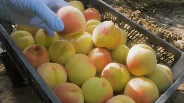 Mãos Jardineiro Luvas Proteção Cuidadosamente Colocar Pêssegos Maduros Caixa Frutas — Vídeo de Stock