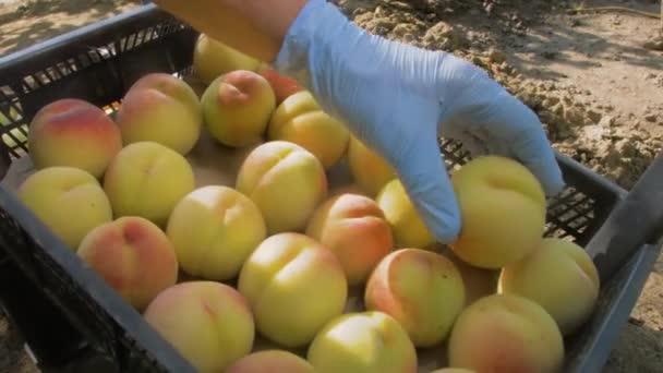 园丁手戴着防护手套 小心翼翼地把成熟的桃子放进盒子里 成熟的水果 一个阳光灿烂的夏天照片 从镜片上的交叉滤镜中发出的太阳的艺术光芒 — 图库视频影像