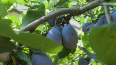 Sulu ve olgun siyah erikler yaz güneşinin altında yeşil bir ağacın dalında asılı duruyor. Güneşli bir yaz resmi. Lens üzerindeki haç filtresinden güneşin sanatsal parlaklığı.