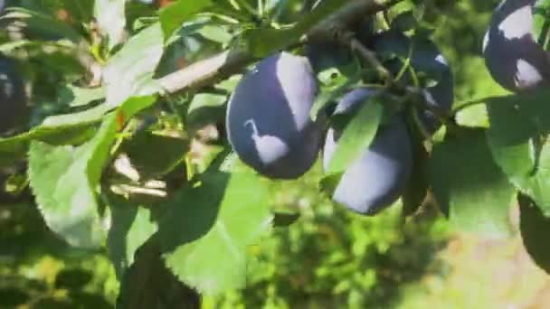 Sulu Olgun Siyah Erikler Yaz Güneşinin Altında Yeşil Bir Ağacın — Stok video