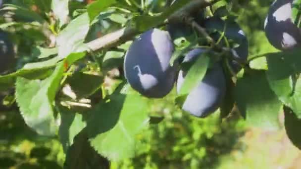 Sappige Rijpe Zwarte Pruimen Hangen Een Cluster Aan Een Tak — Stockvideo