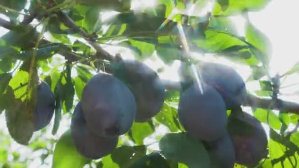 Šťavnaté Zralé Černé Švestky Visí Shluku Větvi Zeleného Stromu Paprscích — Stock video