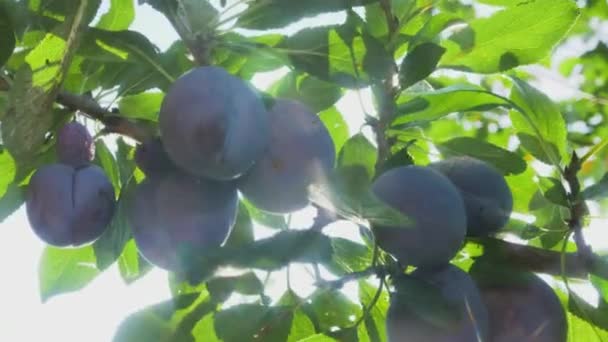 Juicy Ripe Black Plums Hang Cluster Branch Green Tree Rays — Stock Video