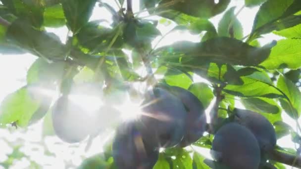夏の太陽の光の中で緑の木の枝のクラスターにジューシーで熟した黒い梅がぶら下がっています レンズのクロスフィルターからの太陽の芸術的なグレア — ストック動画