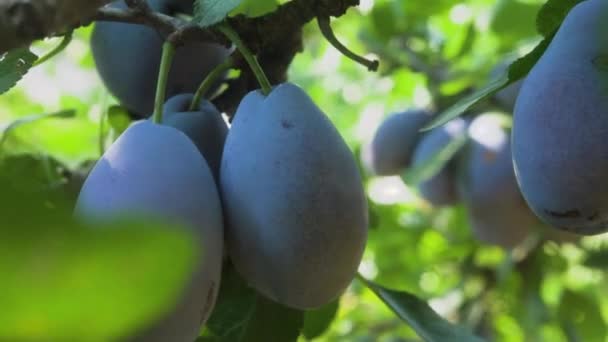 Ciruelas Negras Jugosas Maduras Cuelgan Racimo Una Rama Árbol Verde — Vídeos de Stock