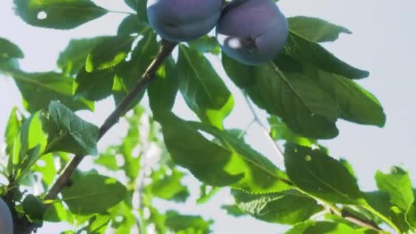 Juicy Ripe Black Plums Hang Cluster Branch Green Tree Rays — Stock Video
