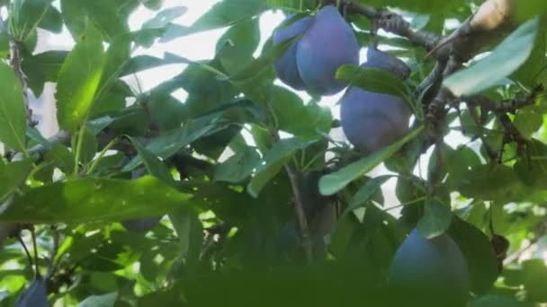 Ciruelas Negras Jugosas Maduras Cuelgan Racimo Una Rama Árbol Verde — Vídeos de Stock