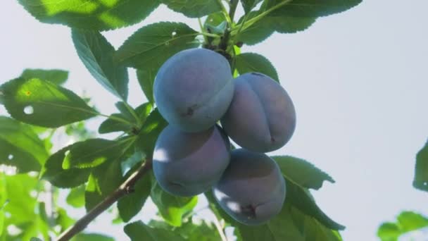 Ciruelas Negras Jugosas Maduras Cuelgan Racimo Una Rama Árbol Verde — Vídeos de Stock