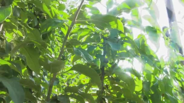 Juicy Ripe Red Apples Hang Cluster Branch Green Tree Rays — Stock Video