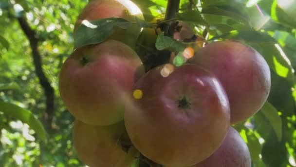 Juicy Ripe Red Apples Hang Cluster Branch Green Tree Rays — Stock Video