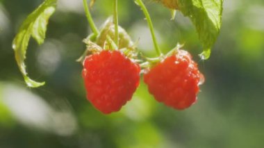 Çalı dalında olgun ve sulu ahududular rüzgarda sallanıyor. Güneş, su damlaları üzerindeki yıldız formunda parlar. Bulanık bokeh arkaplanı.