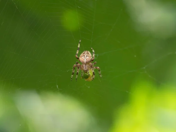 Crusader Spider Eats Treehopper Caught Its Spider Web Super Macro — Stock Photo, Image
