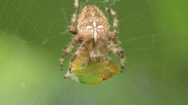Haçlı örümceği örümcek ağına yakalanmış bir ağaç zıpzıpını yer. Örümcek böceğinin süper makro videosu. Doğal yaşam koşulları. Bulanık yeşil arkaplan.
