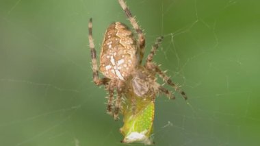 Haçlı örümceği örümcek ağına yakalanmış bir ağaç zıpzıpını yer. Örümcek böceğinin süper makro videosu. Doğal yaşam koşulları. Bulanık yeşil arkaplan.