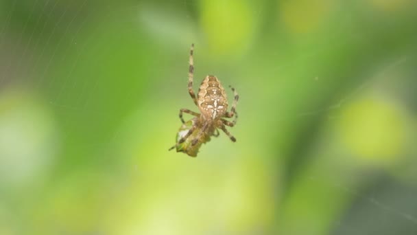 クモはクモの巣に捕まったツリーホッパーを食べる クモの昆虫のスーパーマクロビデオ 自然生息地の条件 青緑色の背景 — ストック動画