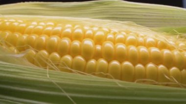 Yakından mısır koçanı. Kamera hareket ediyor. Yeşil kabuklu altın renkli taneli taze mısır..