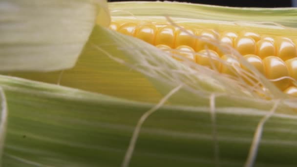 Corn Cob Close Shooting Camera Movement Fresh Corn Golden Colored — Stock Video