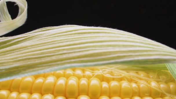 カメラの動きで撮影緑の皮に黄金色の穀物と新鮮なトウモロコシ — ストック動画