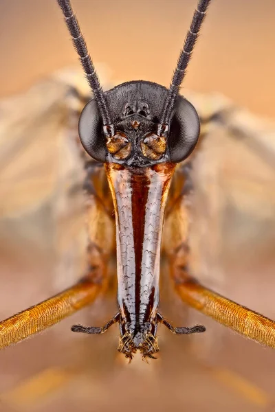 サソリフライのスーパーマクロポートレート 均一なオレンジの背景に昆虫のマクロ写真の信じられないほどの詳細 パノラマ パコムミコペラ — ストック写真