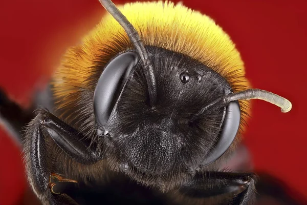 Bir marangoz arısının süper makro portresi. Kırmızı arka planda bir böceğin Macro fotoğrafını istifliyorum. Hayvanın inanılmaz detayları..