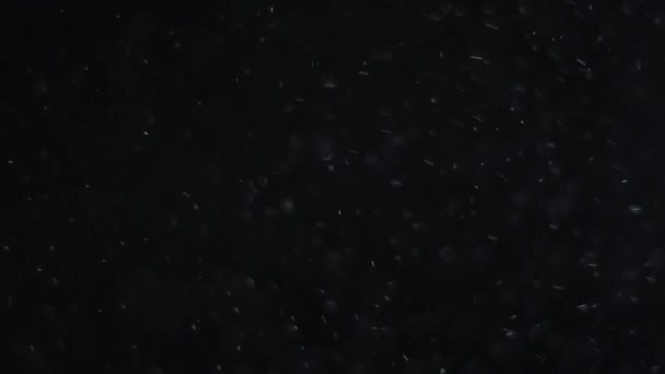 黒の背景に空気中の白い銀粒子 粒子のいくつかは美しいボケでぼやけている 様々なミキシングモードでのビデオの4K背景 — ストック動画